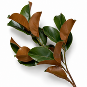 Green Foliage Leaves (24) Magnolia