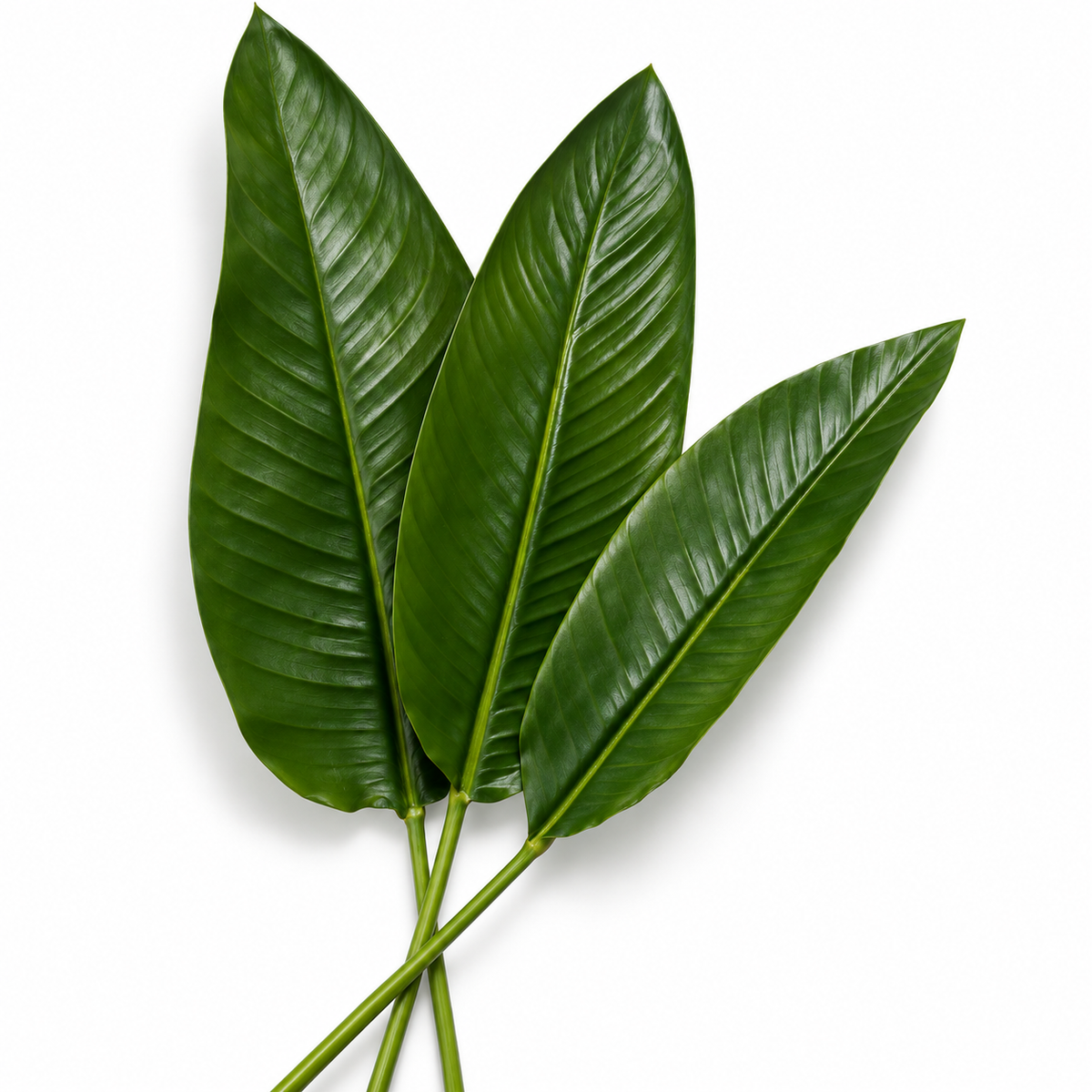 Green Leaves (36) Strelitzia