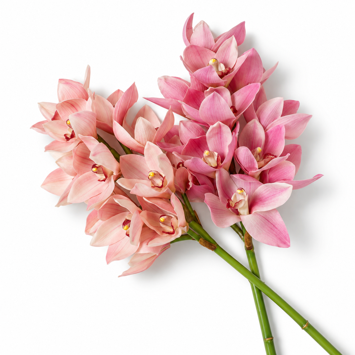 Pink Orchids Bouquet (36) Cymbidium