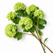 Snowball Flower Bouquet (36pcs) Hydrangeas